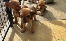 Dobermann dogs for sale: Doberman puppies for sale - Image 11