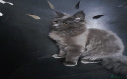 Maine Coon cats for sale: TICA 3 pedigree 3 girls 1 boy blue smoke/tabby - Image 7
