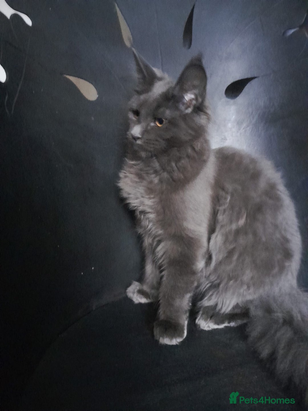 Maine Coon cats for sale: TICA 3 pedigree 3 girls 1 boy blue smoke/tabby - Image 7