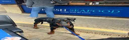Dobermann dogs for sale: Dobermann puppies due 25/10/2026  in Knottingley - Advert 4