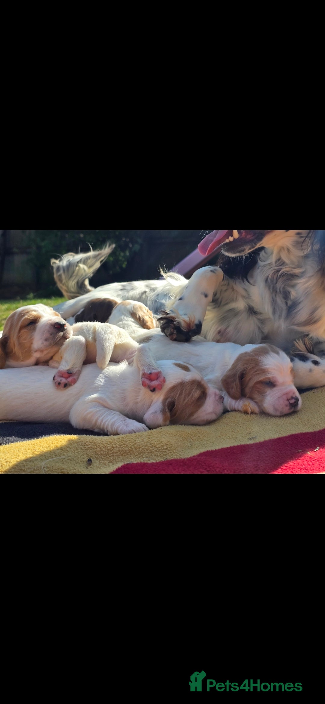 Sprocker dogs for sale: Sprockers - Image 7