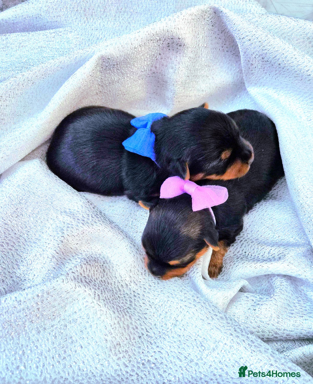 Yorkshire Terrier dogs for sale: Beautiful 7-puppies Yorkshire Terrier - Advert 3