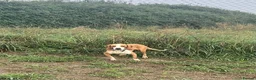 Mixed Breed dogs for adoption: Txiru in Woolacombe - Advert 6