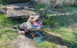 Mixed Breed dogs for sale: MIXED BREED PUPPIES NEEDING URGENT HOMES - Image 8