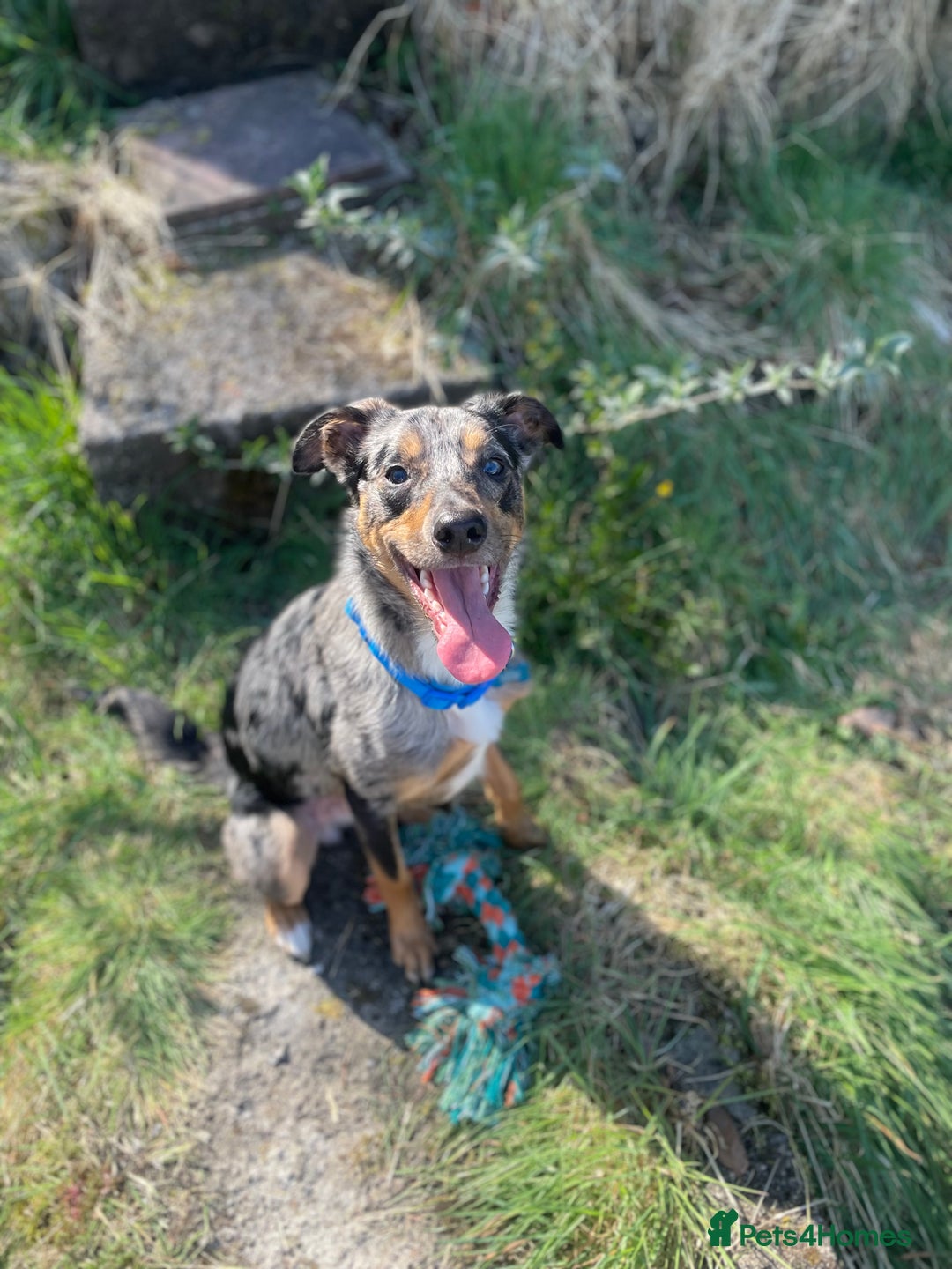 Mixed Breed dogs for sale: MIXED BREED PUPPIES NEEDING URGENT HOMES - Image 8