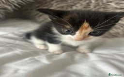 British Shorthair cats for sale: 4 Beautiful babies looking for there forever homes - Image 6