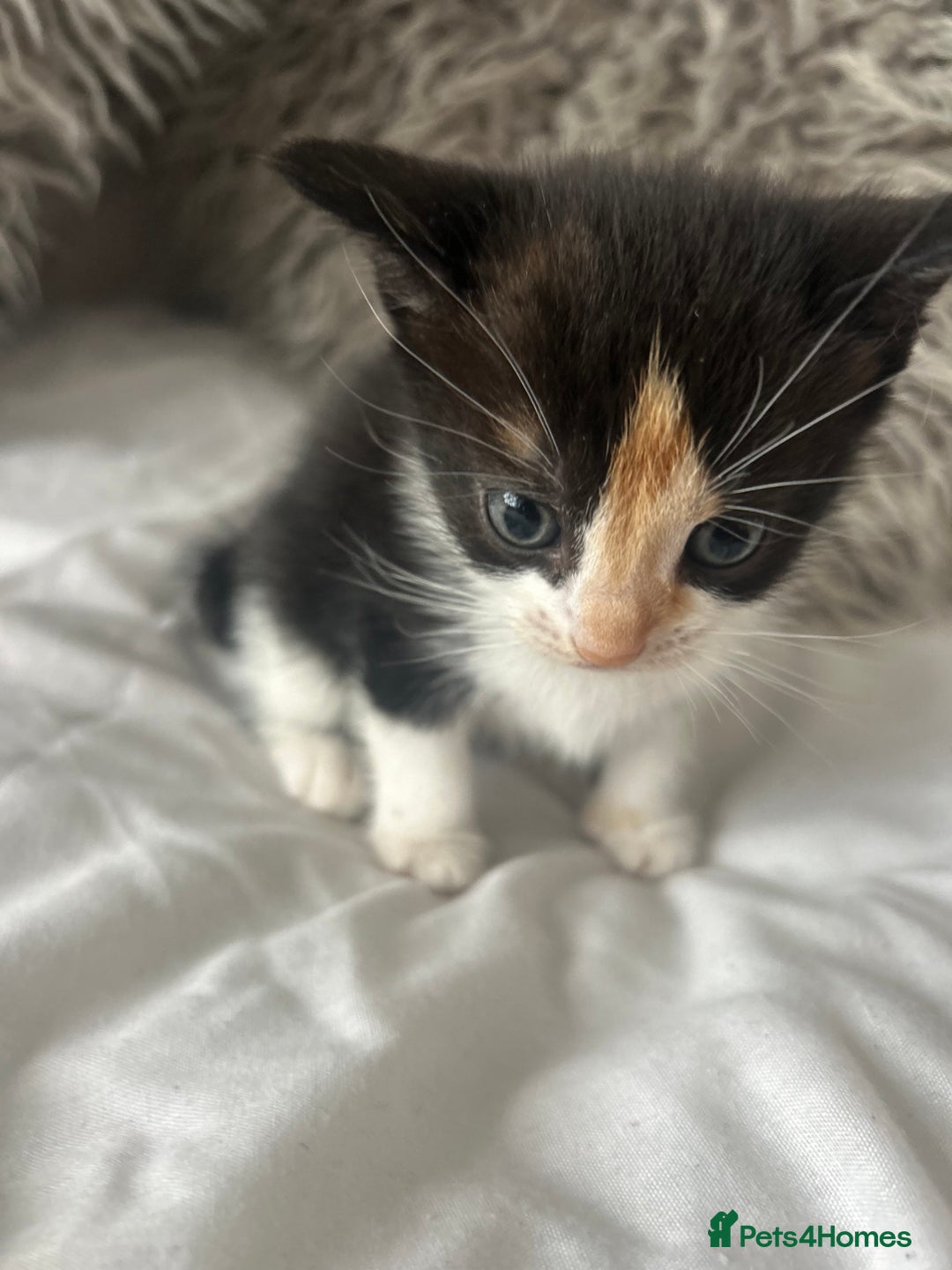 British Shorthair cats for sale: 4 Beautiful babies looking for there forever homes - Image 6