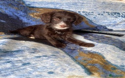 Labradoodle dogs for sale: miniature labradoodle puppies - Image 12
