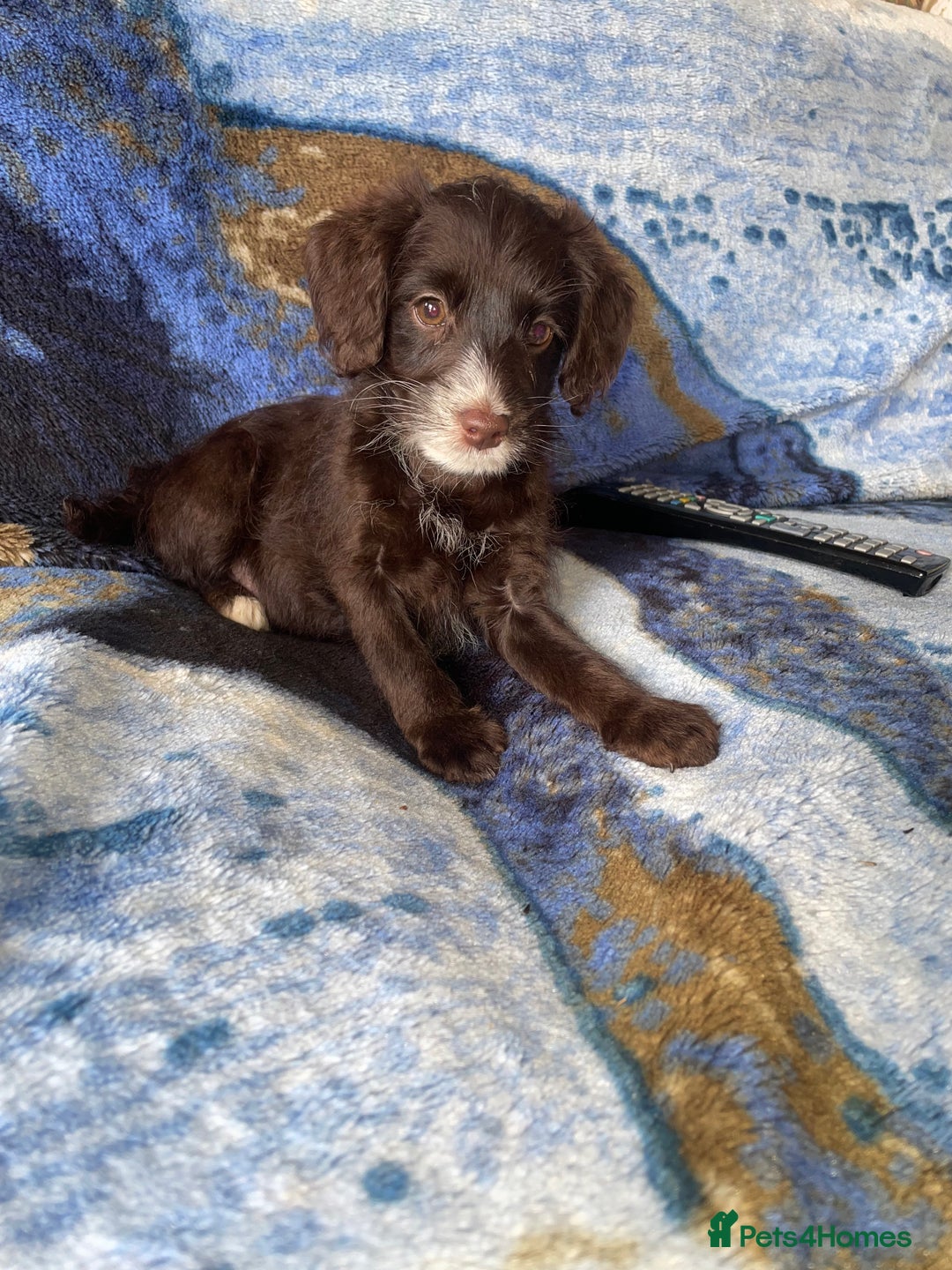 Labradoodle dogs for sale: miniature labradoodle puppies - Image 12
