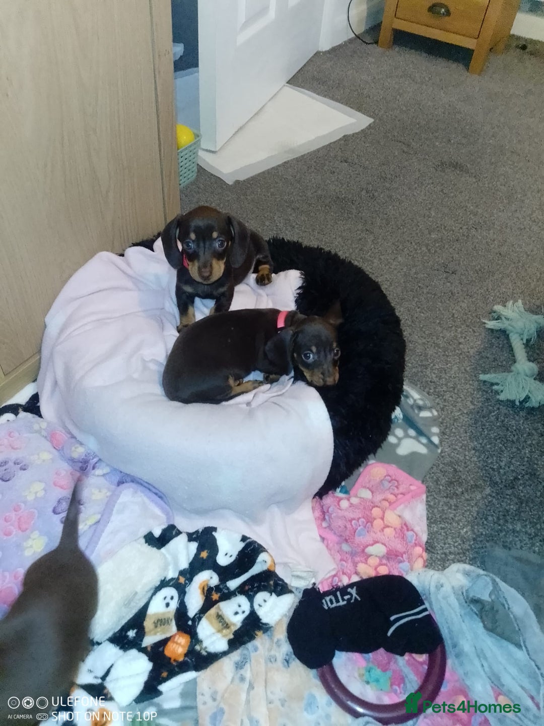 Dachshund dogs for sale: Beautiful Dachshunds for forever home  - Advert 1