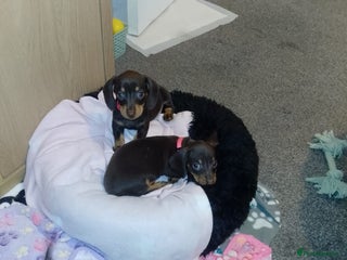 Dachshund dogs Beautiful Dachshunds for forever home - Advert 1