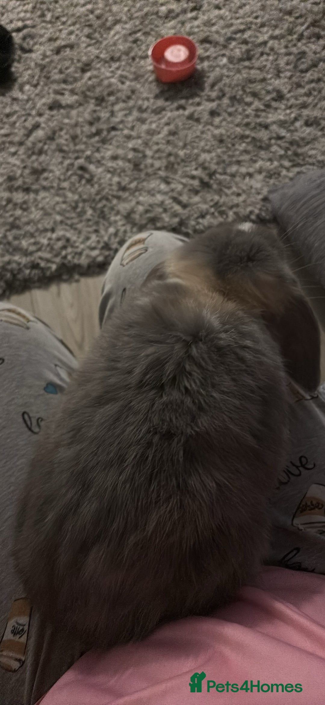 Mini Lop rabbits for sale: 2 rabbit for sale with all they need  - Advert 4