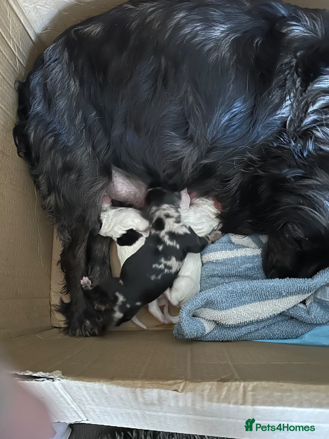 Cocker Spaniel dogs for sale: Cocker spaniels - Advert 1