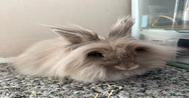 Lionhead rabbits Female Lion Mane Needs Good Home  - Advert 8