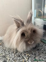 Lionhead rabbits Female Lion Mane Needs Good Home - Advert 8