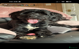 Cockapoo dogs for stud: Cockapoo for stud - Image 1