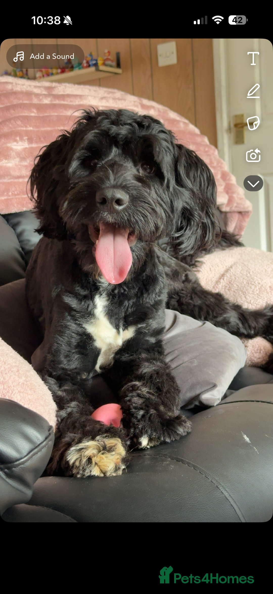 Cockapoo dogs for stud: Cockapoo for stud - Image 1
