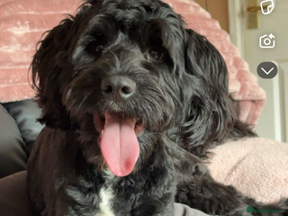 Cockapoo dogs - Advert 4