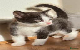 Mixed Breed cats for sale: Cat for sale aged 2.5 years old - Image 5