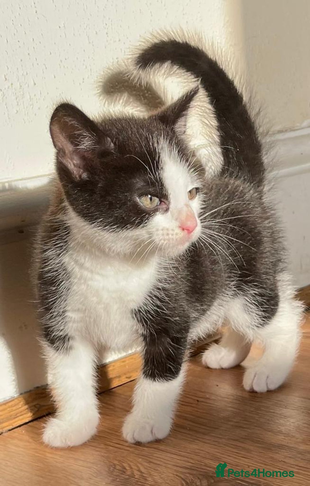 Mixed Breed cats for sale: Cat for sale aged 2.5 years old - Image 5