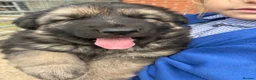 German Shepherd dogs for sale: Gorgeous  Home Bred German Shepherd Girls - Advert 10