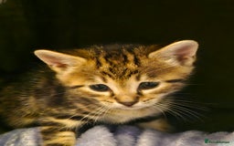 Savannah cats for sale: Beautiful Savannah cross kittens for sale - Advert 26