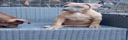 Mixed Breed dogs for sale: 1 year 4 month old female for rehoming  - Advert 3