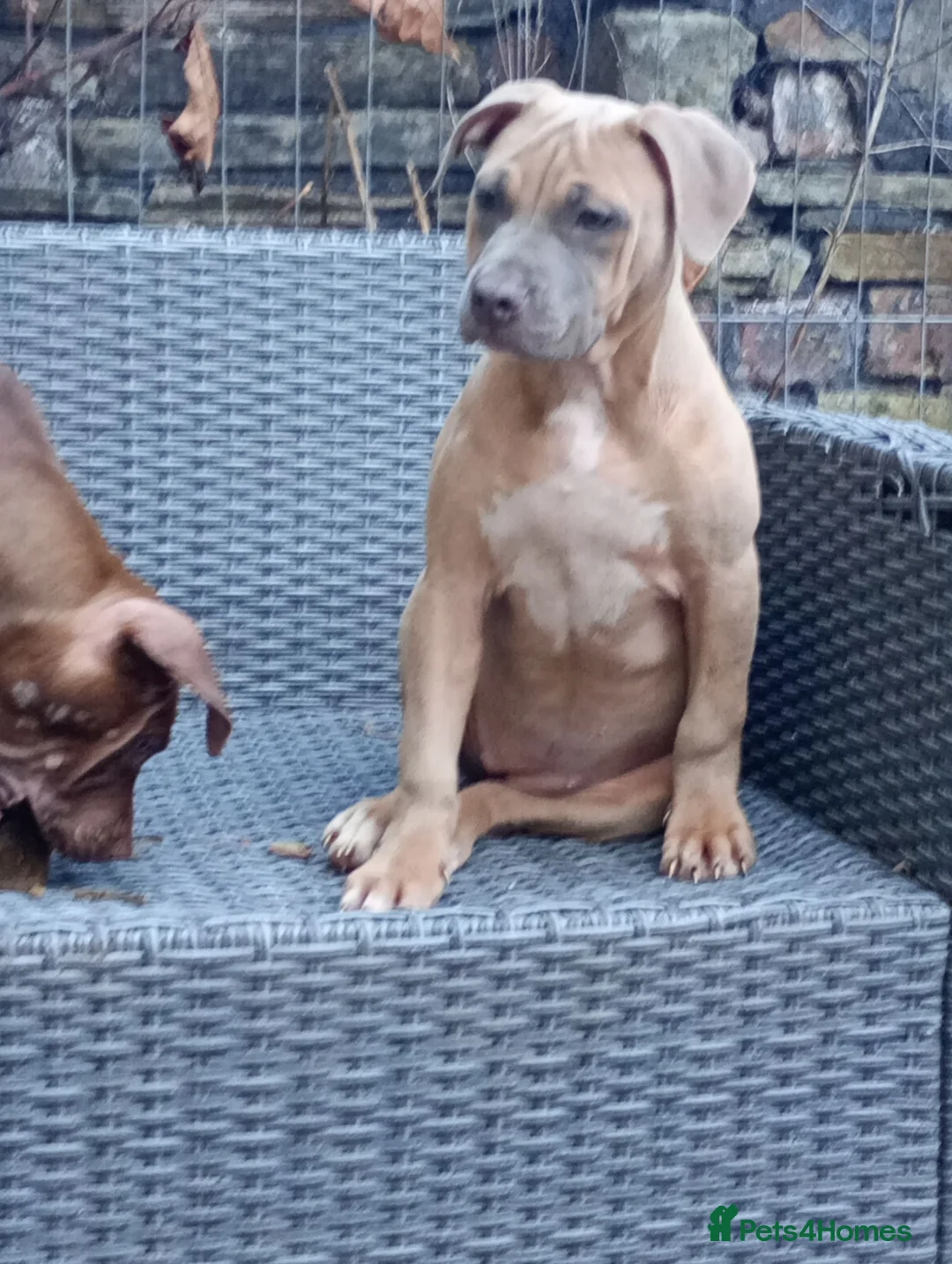 Mixed Breed dogs for sale: 1 year 4 month old female for rehoming  - Advert 3