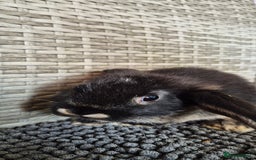 Mini Lop rabbits for sale: Mini Lop Baby Bunnies  - Image 10