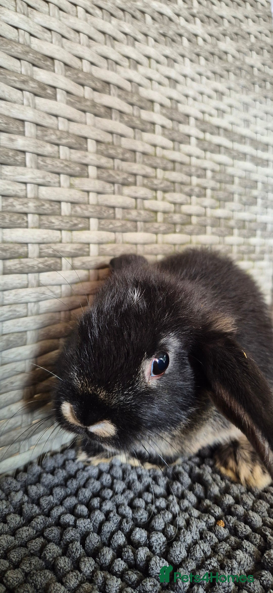 Mini Lop rabbits for sale: Mini Lop Baby Bunnies  - Image 10