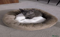 Russian Blue cats for sale: 3 Month Old Kitten Looking 4 a Loving Forever Home - Advert 11