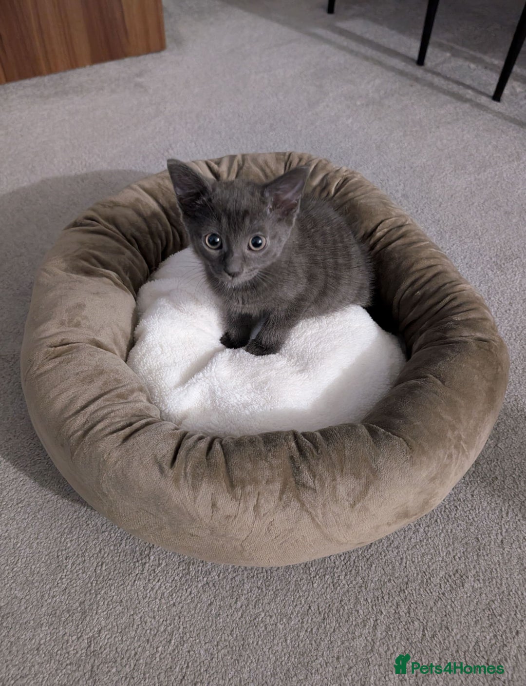 Russian Blue cats for sale: 3 Month Old Kitten Looking 4 a Loving Forever Home - Advert 11