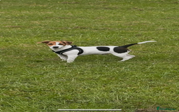 Jack Russell dogs for sale: Jack Russel  - Image 1