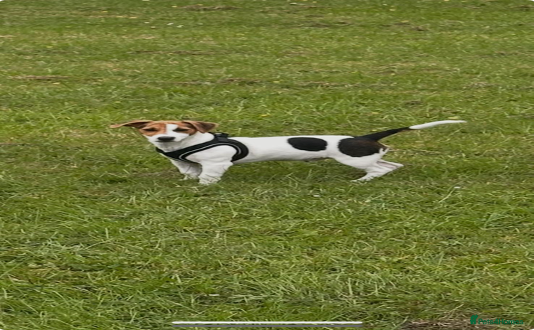 Jack Russell dogs - Advert 1