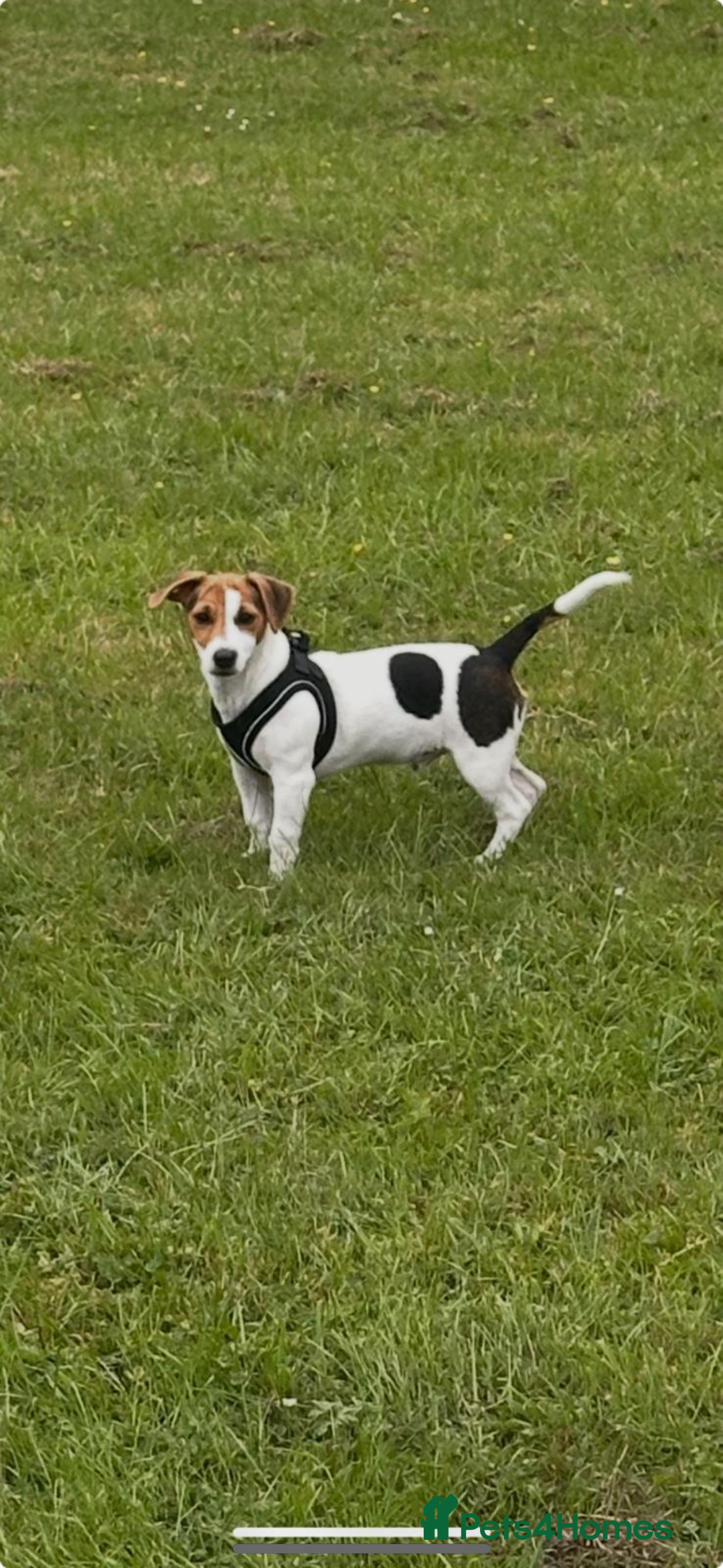 Jack Russell dogs for sale: Jack Russel  - Image 1