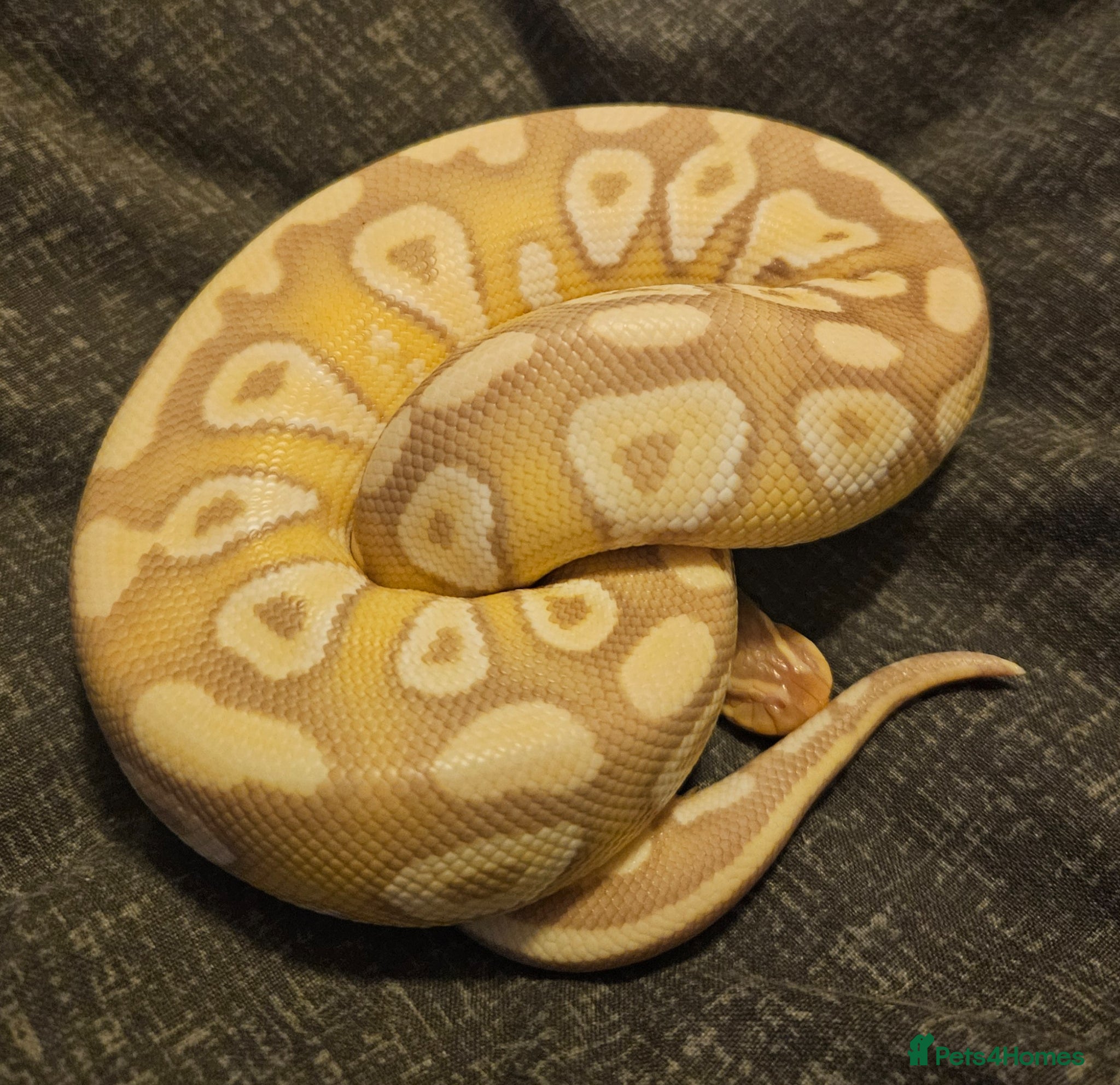 Python Snake reptiles CB25 Banana Mojave royal python  - Advert 13