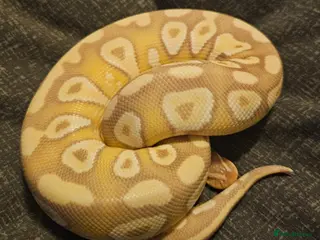 Python Snake reptiles CB25 Banana Mojave royal python - Advert 13