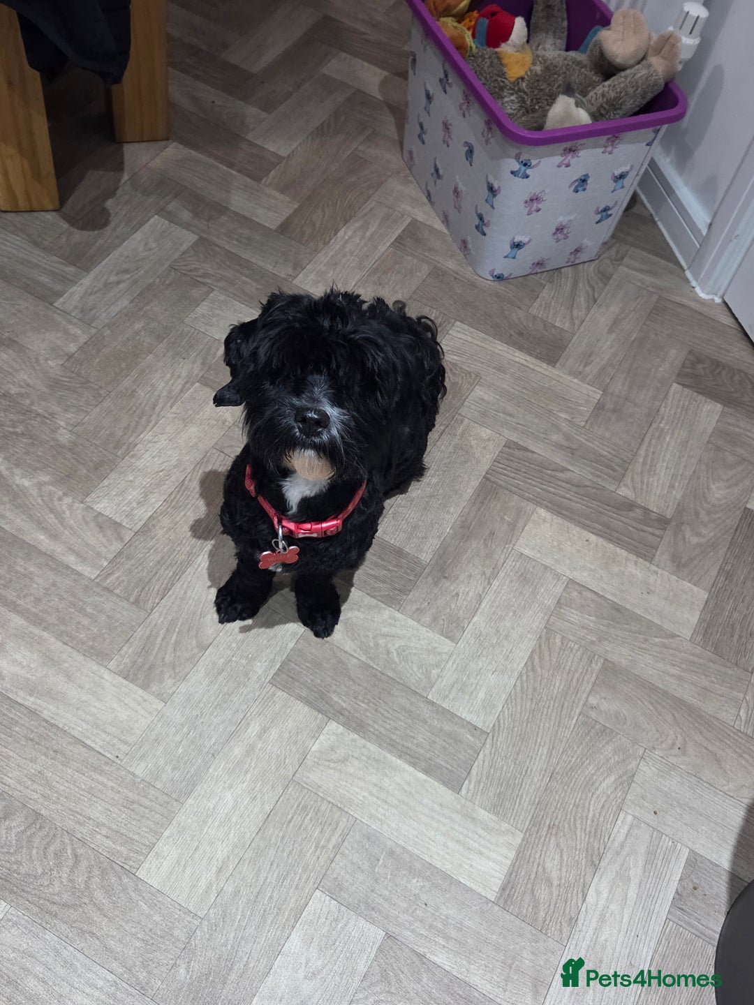 Shihpoo dogs for sale: 1 year old shihpoo for sale - Advert 3