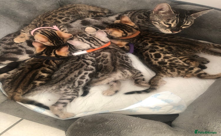 Bengal cats - Advert 2