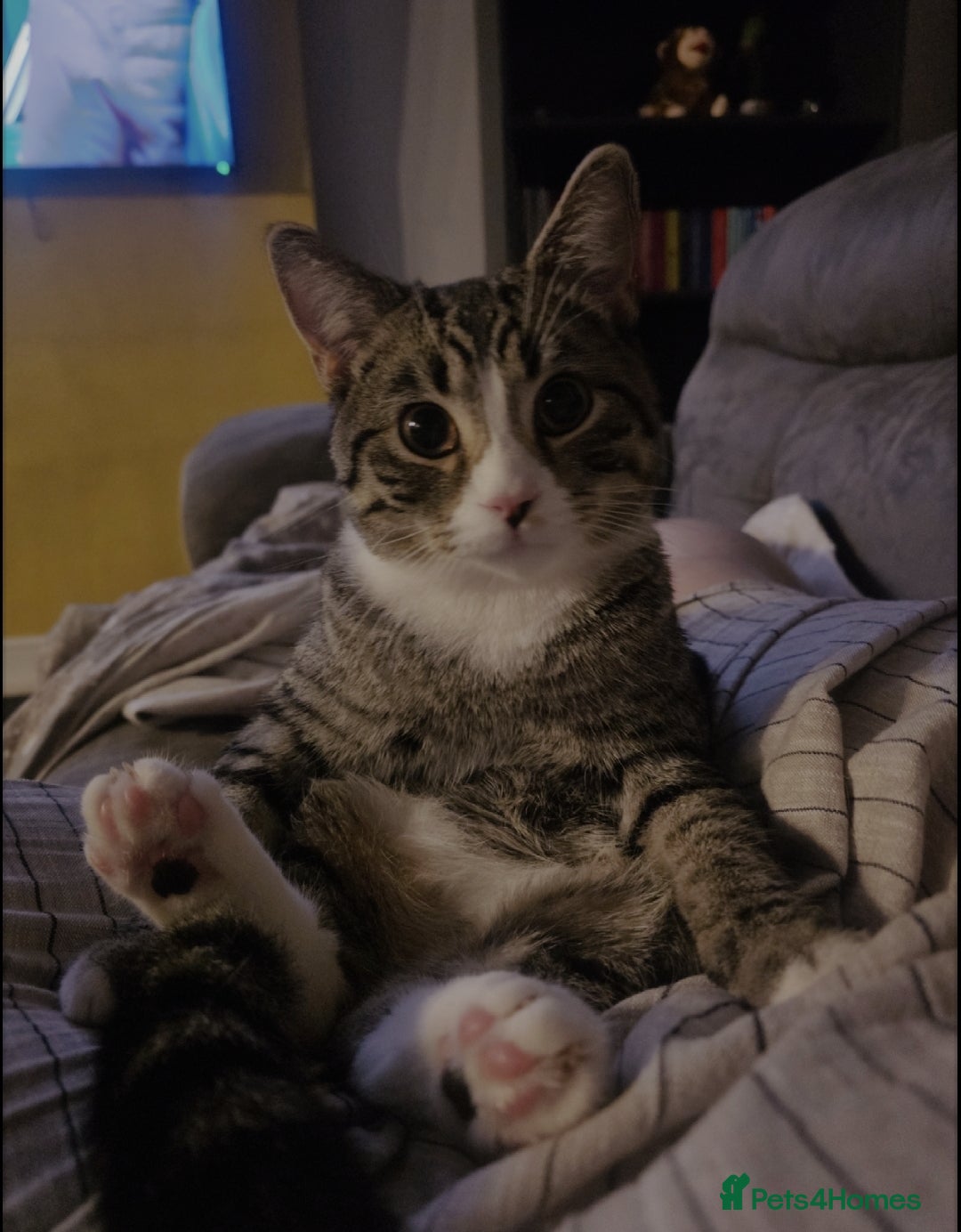 Mixed Breed cats for sale: 10 month old tabby kitten/cat  - Image 11