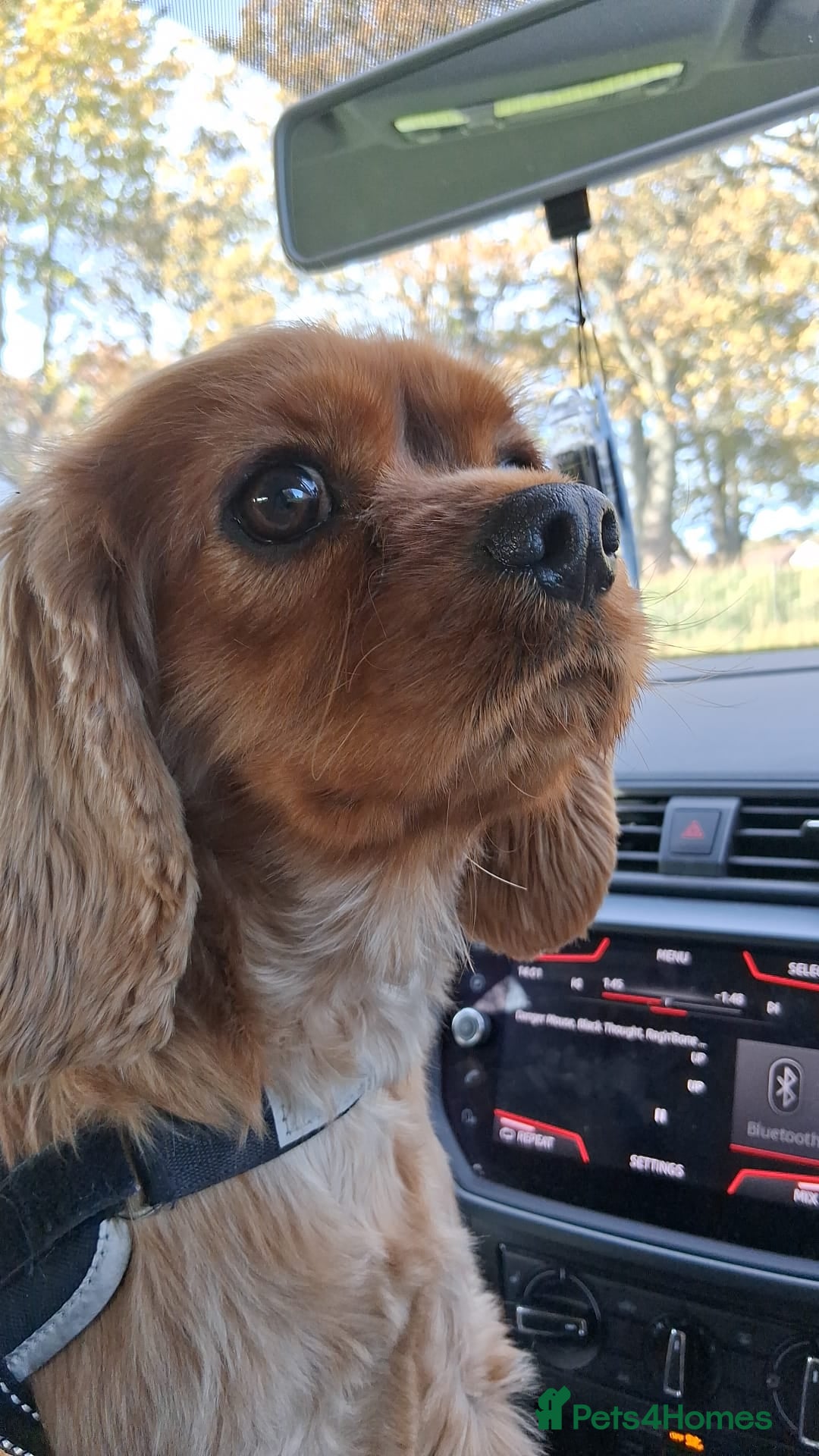 Cavalier King Charles Spaniel dogs for sale: Ruby cavalier king Charles spaniel - Advert 2