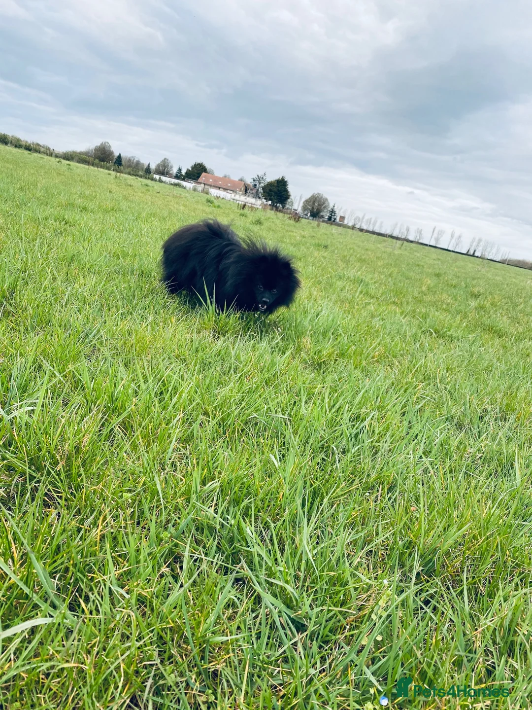 Pomeranian dogs for stud: Black Pomeranian stud dog in Hayes - Advert 2