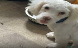 Bichon Frise dogs for sale: Puppy for sale - Image 1