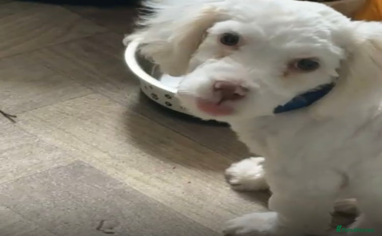 Bichon Frise dogs - Advert 2