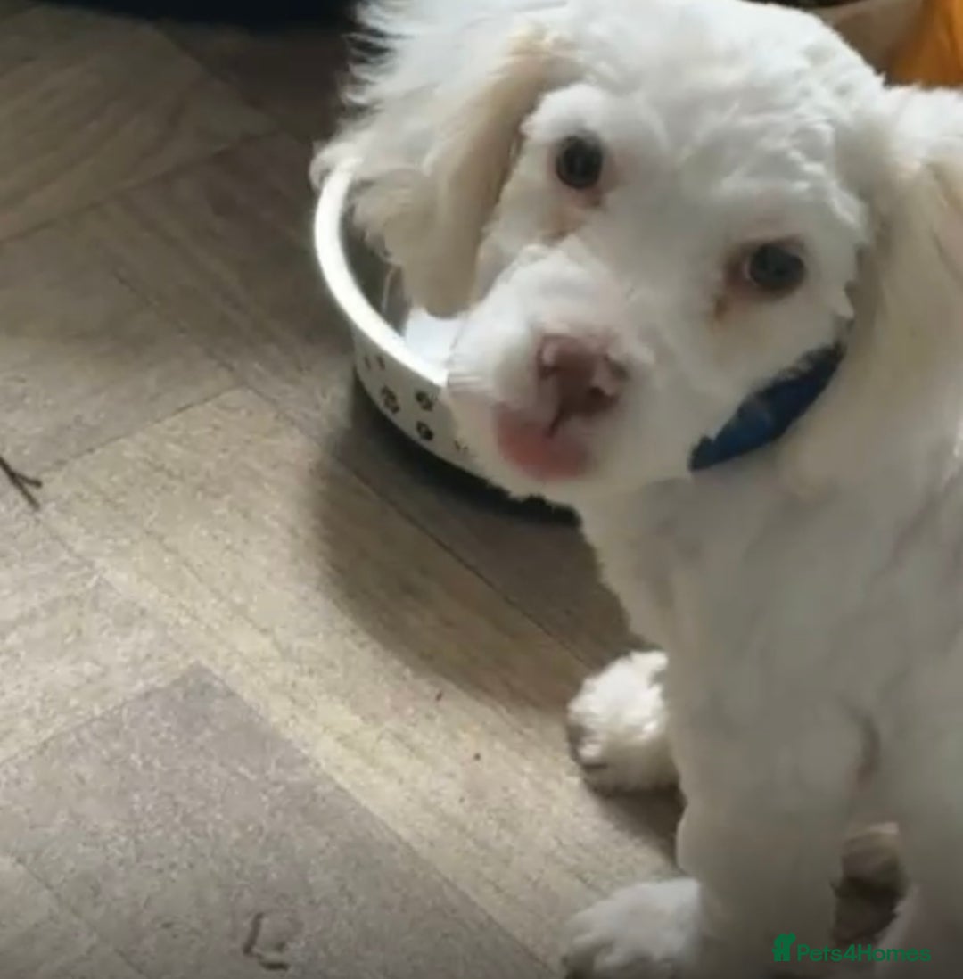 Bichon Frise dogs for sale: Puppy for sale - Image 1