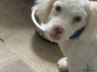 Bichon Frise dogs - Advert 14