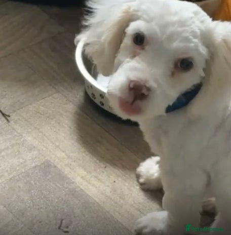 Bichon Frise dogs - Advert 11