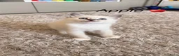 Siberian cats for sale: Beautiful Siberian Kittens – 3 Girls & 4 Boys 💙🩷 - Advert 17