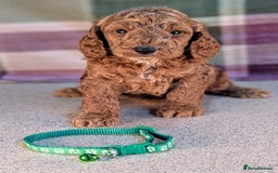 Cockapoo dogs for sale: F1B Cockapoo Puppies Ready for Their Forever Home. - Image 13