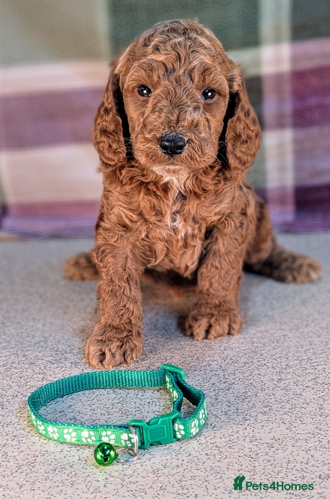 Cockapoo dogs for sale: F1B Cockapoo Puppies Ready for Their Forever Home. - Image 13